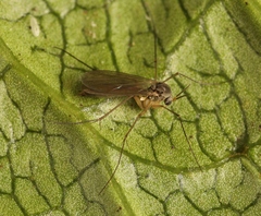 Exechia fusca