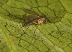 Exechia fusca