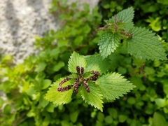Urtica membranacea