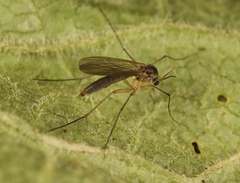 Exechia fusca