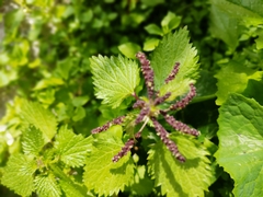 Urtica membranacea
