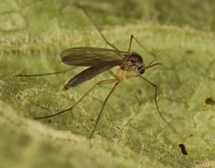 Exechia fusca
