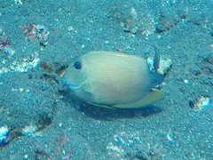 Ctenochaetus binotatus