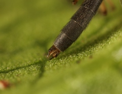 Exechia fusca