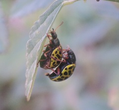 Calligrapha polyspila