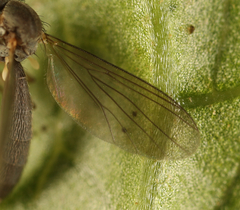 Exechia fusca