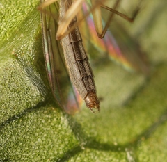 Exechia fusca