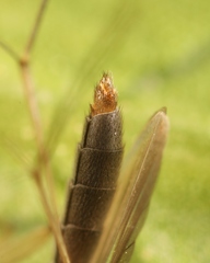 Exechia fusca
