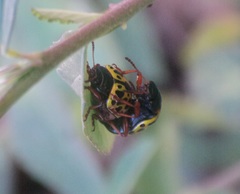 Calligrapha polyspila