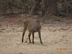 Kobus ellipsiprymnus defassa