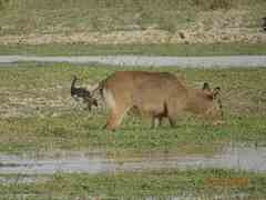 Kobus ellipsiprymnus defassa