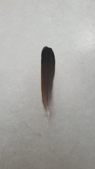 Columbina talpacoti
