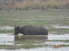 Syncerus caffer brachyceros