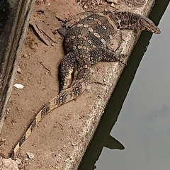Varanus salvator macromaculatus