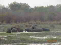 Syncerus caffer brachyceros