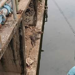 Varanus salvator macromaculatus