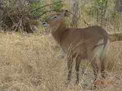 Kobus ellipsiprymnus defassa