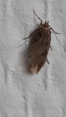 Hofmannophila pseudospretella