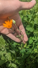 Dimorphotheca sinuata