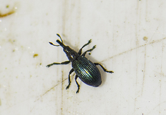 Perapion violaceum