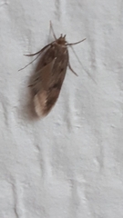Hofmannophila pseudospretella