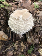 Clarkeinda trachodes