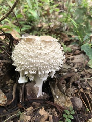 Clarkeinda trachodes