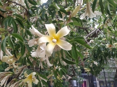 Ceiba