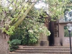 Ceiba