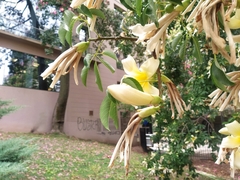 Ceiba