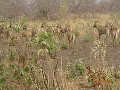 Hippotragus equinus koba