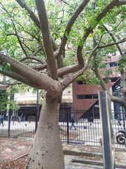 Ceiba