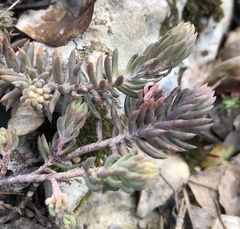 Petrosedum rupestre