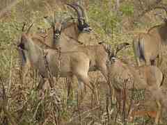 Hippotragus equinus koba