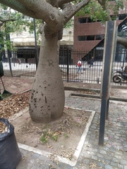 Ceiba