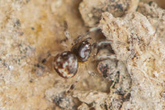 Mysmenidae