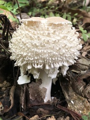 Clarkeinda trachodes