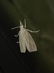 Calamotropha paludella