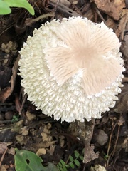 Clarkeinda trachodes