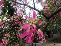 Ceiba speciosa