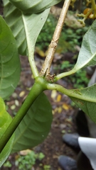 Palicourea valeriana
