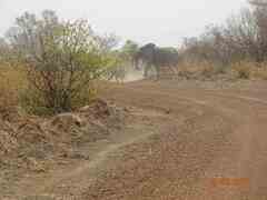 Loxodonta