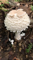 Clarkeinda trachodes