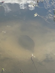 Ctenopharyngodon idella