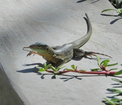 Cnemidophorus murinus