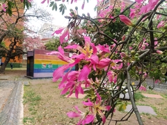 Ceiba speciosa