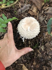 Clarkeinda trachodes