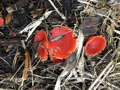 Microstoma protractum