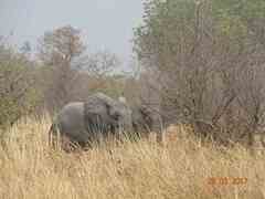 Loxodonta