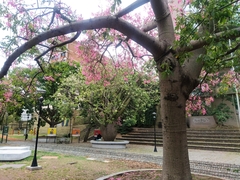Ceiba speciosa